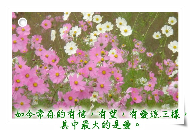 flower_0.jpg